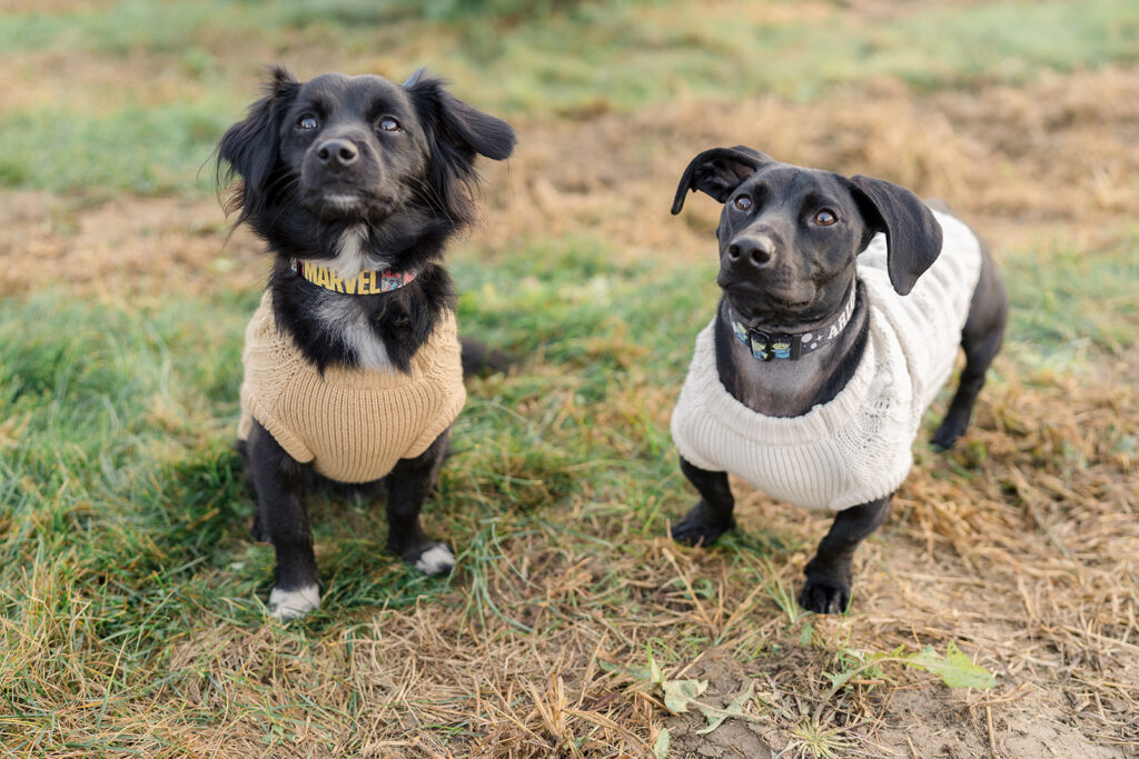 Two black dogs in sweaters.