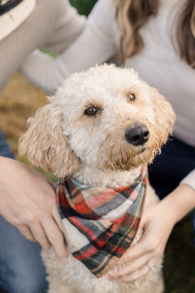 Goldendoodle wearing a plaid scarf.